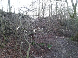 tree and wall damage after high winds